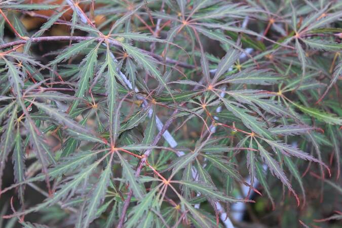 Acer palmatum dissectum garnet