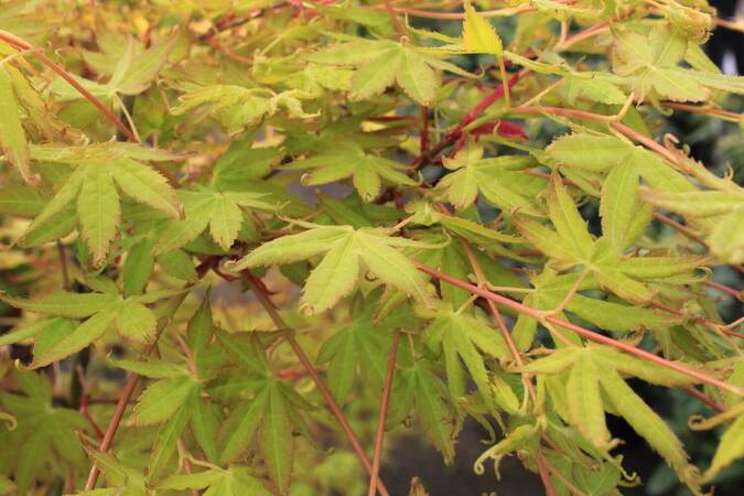 Acer palmatum katsura