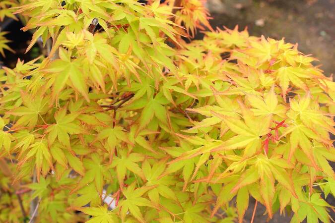 Acer palmatum orange dream