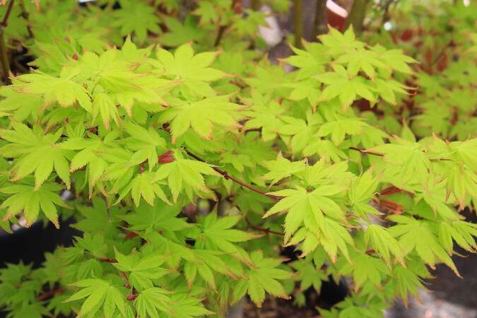 Acer palmatum sangokaku