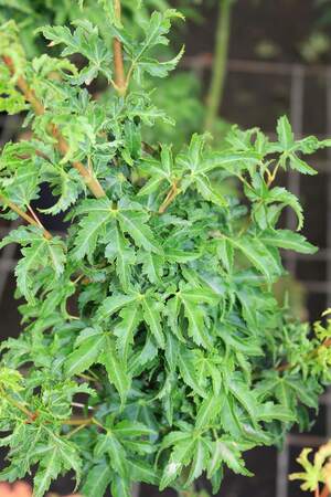 Acer palmatum shishigashira