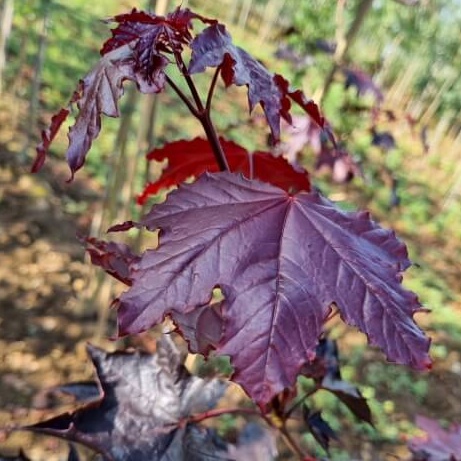 Acer platanoides crimson king