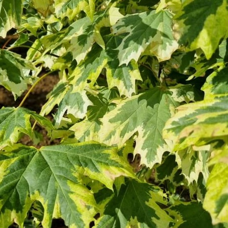 Acer platanoides drummondi