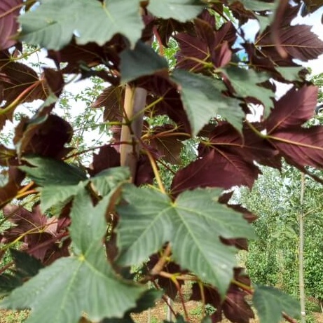 Acer pseudoplatanus purpurascens