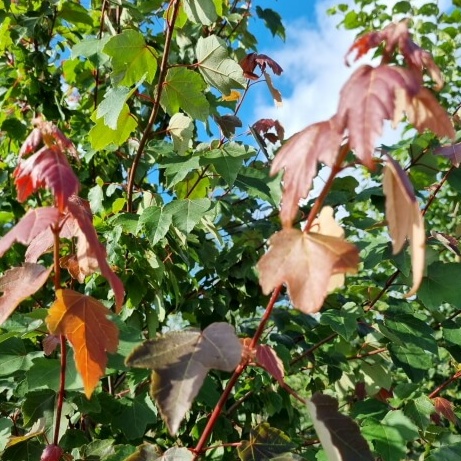 Acer rubrum summer red