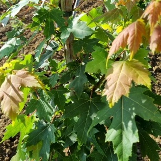 Acer rubrum sun valley