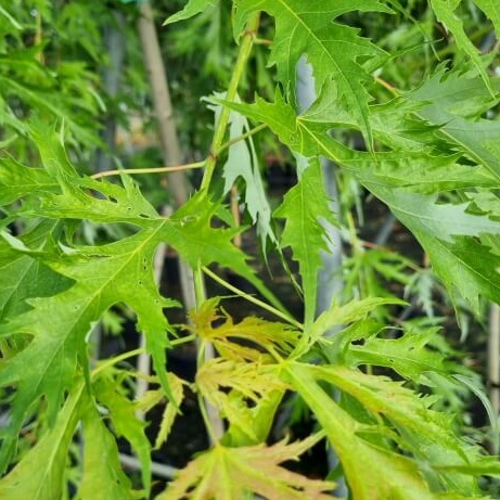 Acer saccharinum wieri laciniata