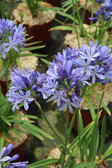 Agapanthus bleu de chine