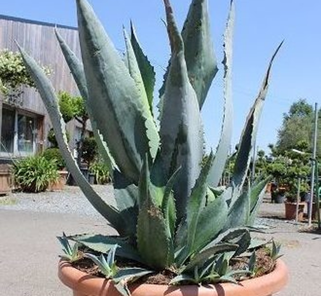 Agave Americana