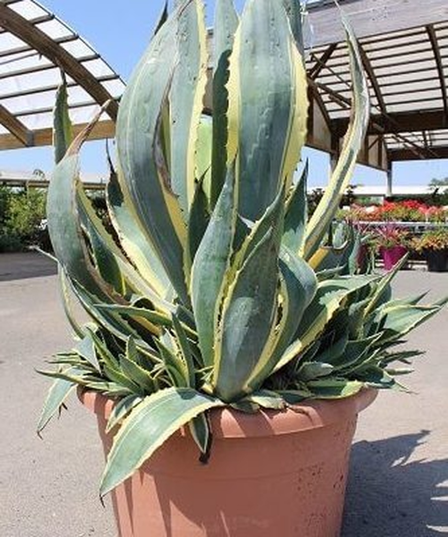 Agave Americana variegata