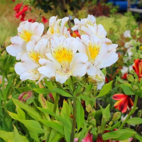 Alstromeria blanche