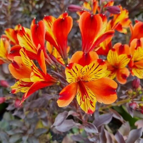 Alstromeria indian summer