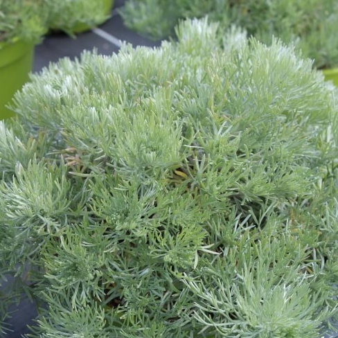 Artemisia schmitiana nana