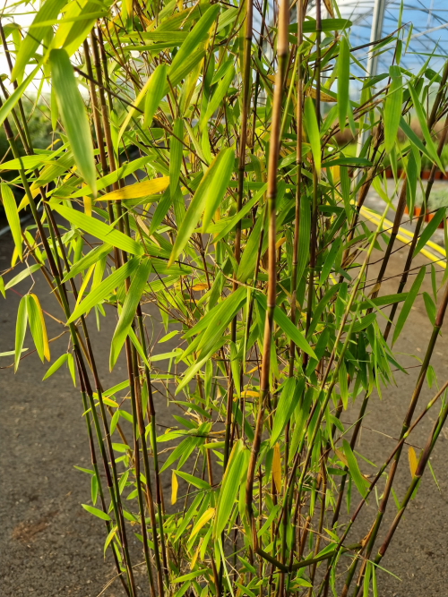Bambou Fargesia jiuzhaigu