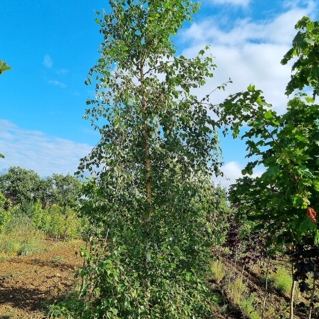 Betula verrucosa