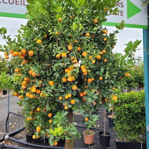 Calamondin