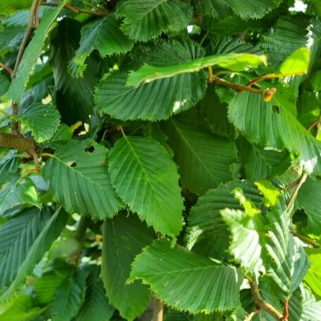 Carpinus betulus