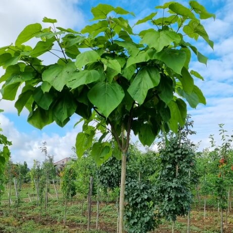 Catalpa bignonioides