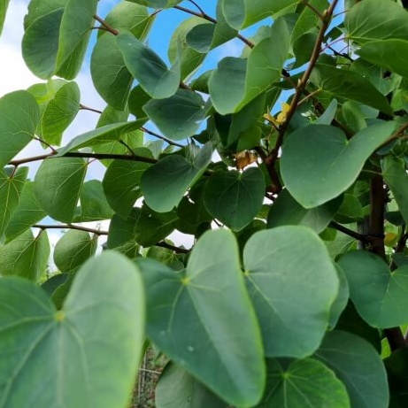 Cercis siliquastrum