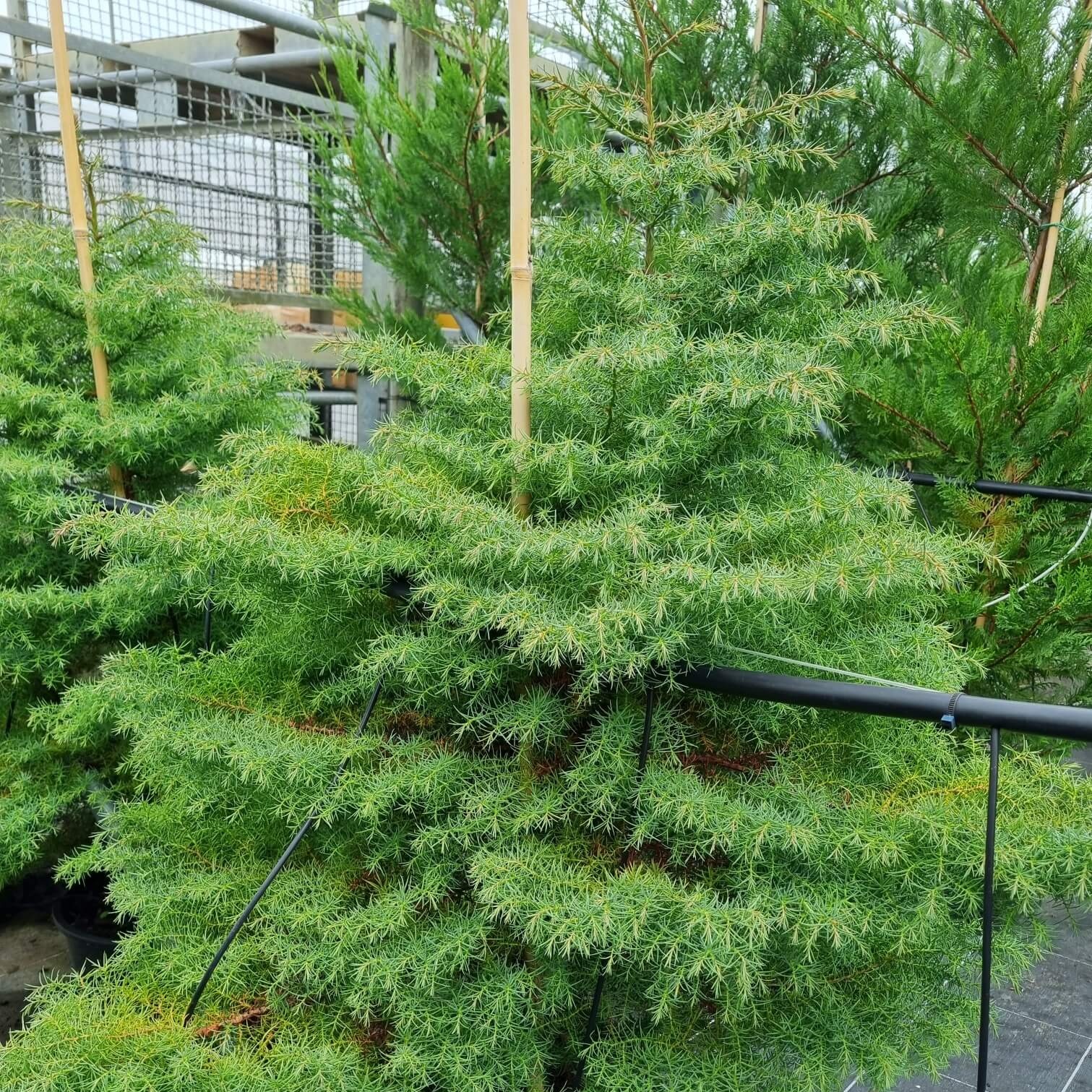 Cryptomeria japonica elegans