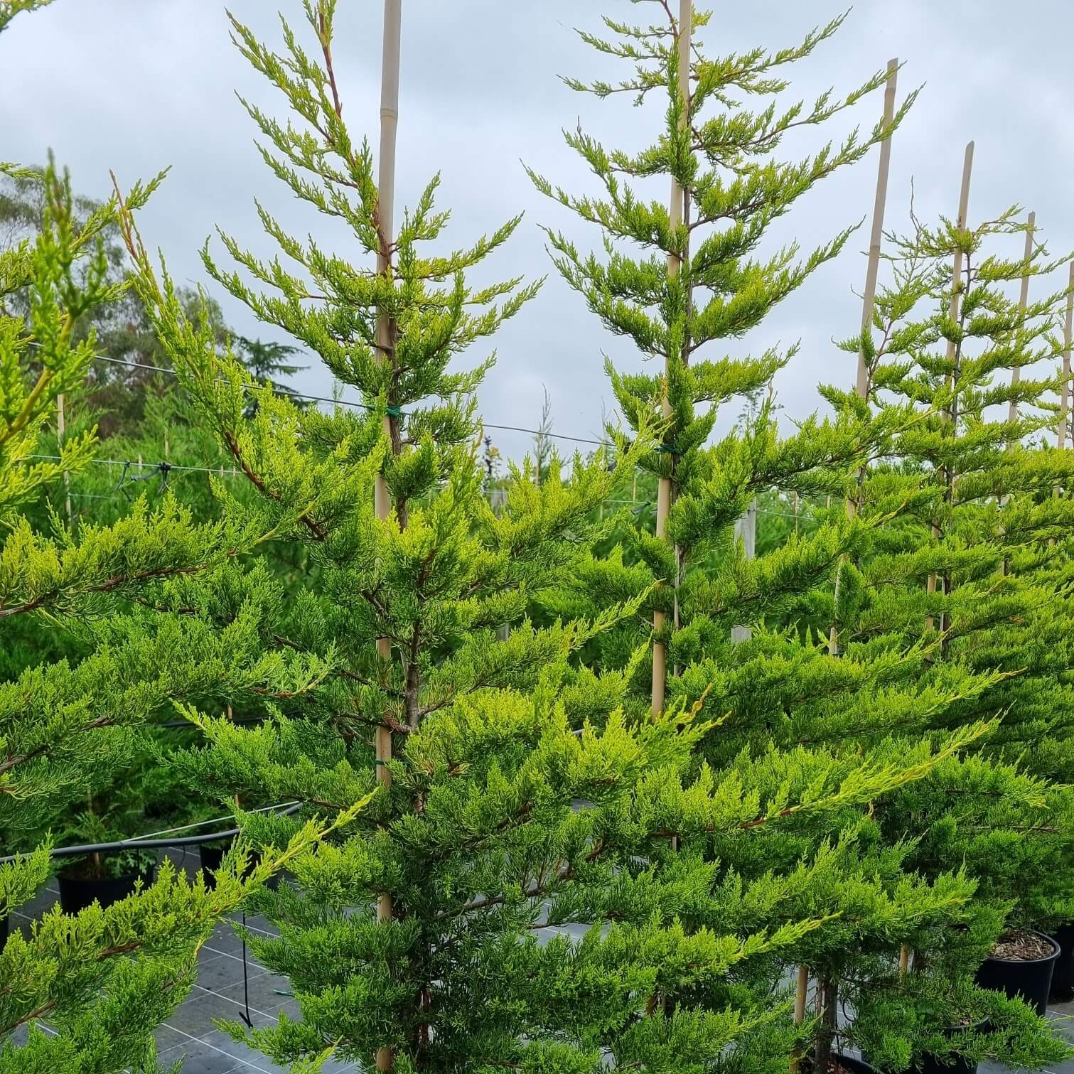 Cupressus macrocarpa lutea