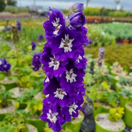 Delphinium magic fountain