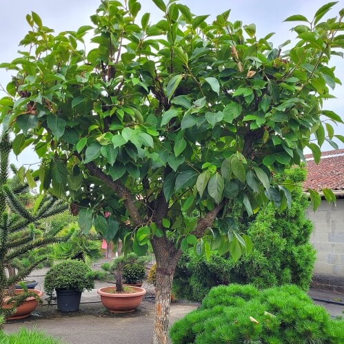 Diospyros