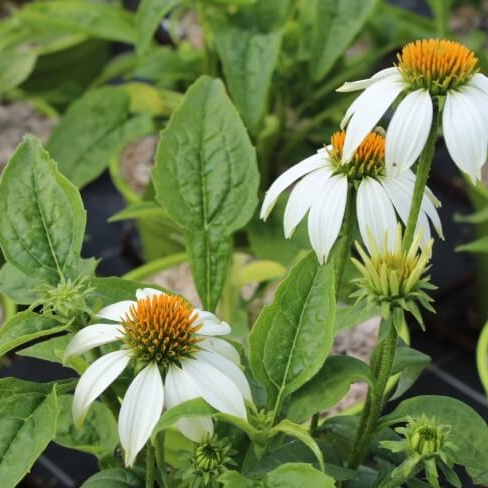 Echinacea alba