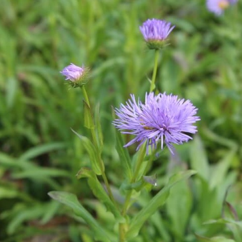 Erigeron glaucus