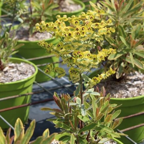 Euphorbia ascot rainbow