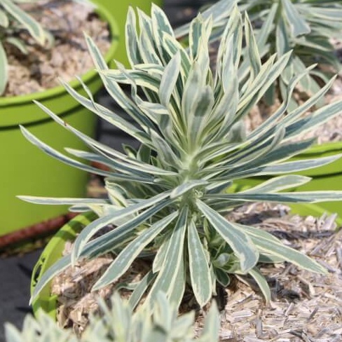 Euphorbia tasmianan tiger