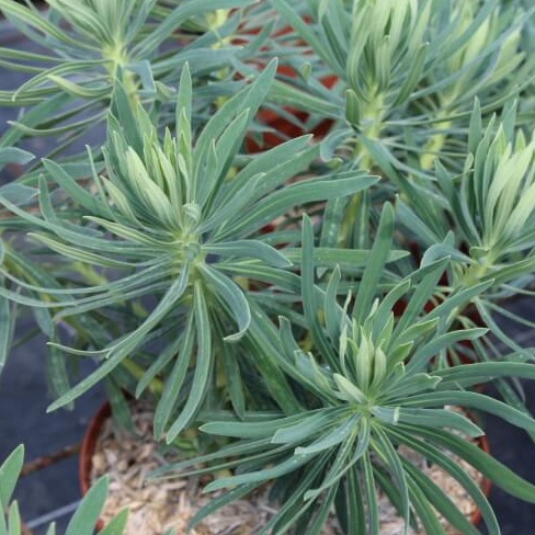 Euphorbia wulfenii