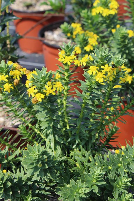 Euryops tisonii