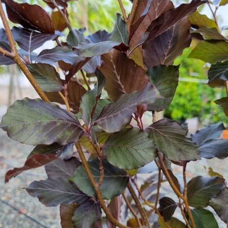 Fagus sylvatica dawick purple