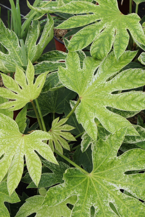 Fatsia japonica spider’s web