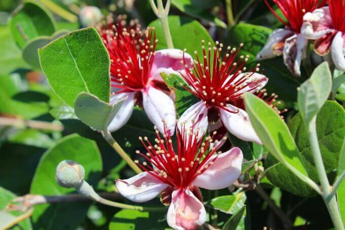 Fleur feijoa