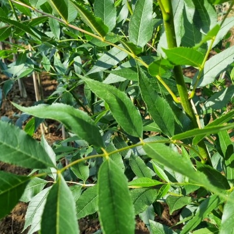 Fraxinus angustifolia raywood