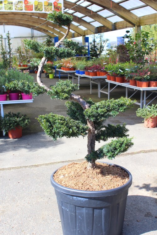 Taxus baccata bonsai