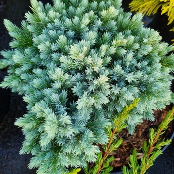 Juniperus blue star