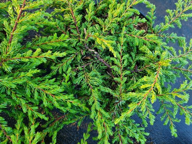 Juniperus communis repanda