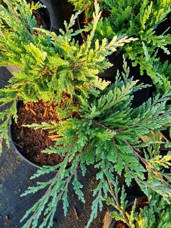 Juniperus horizontalis blue chip