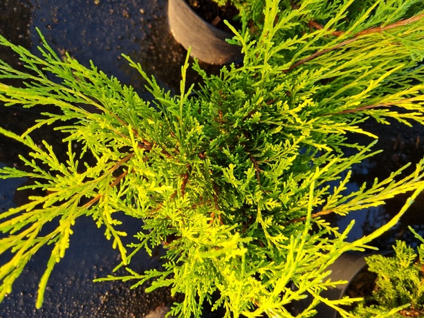 Juniperus phytzeriana old gold