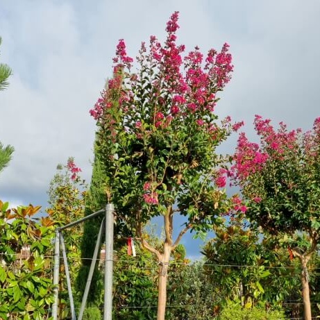 Lagerstroemia indica