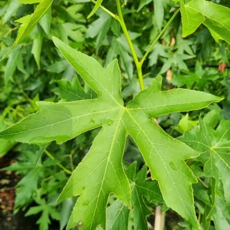 Liquidambar styraciflua worplesdon