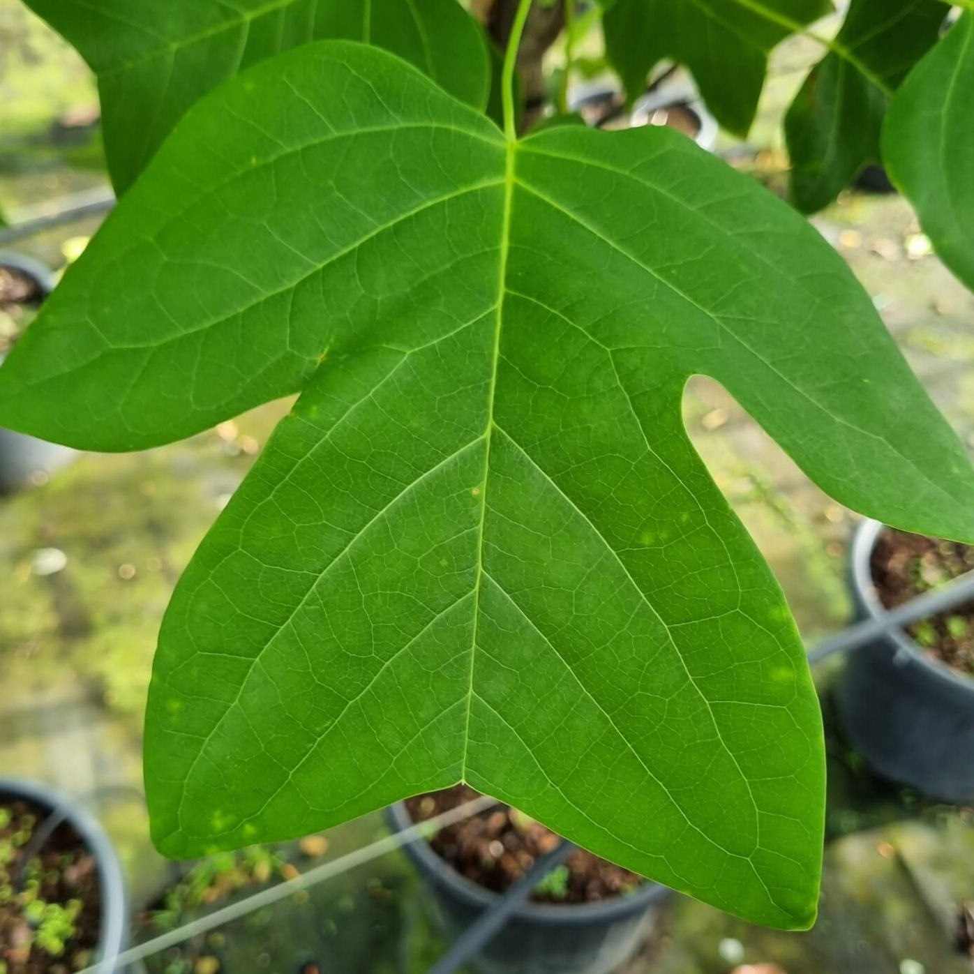 Liriodendron tulipifera