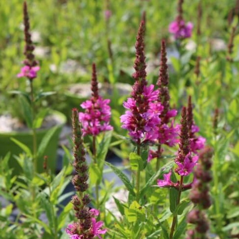 Lythrum salicaria little robert