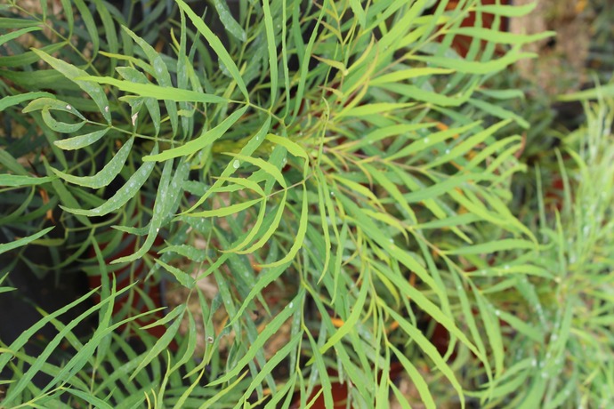 Mahonia soft caress