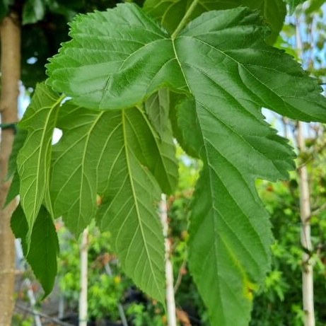 Morus platanifolia fruitless