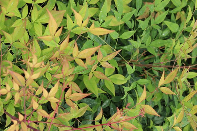 Nandina domestica