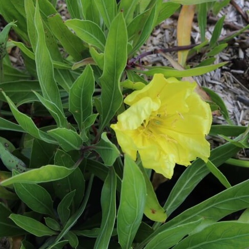 Oenothera missouriensis